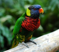 Lorikeet